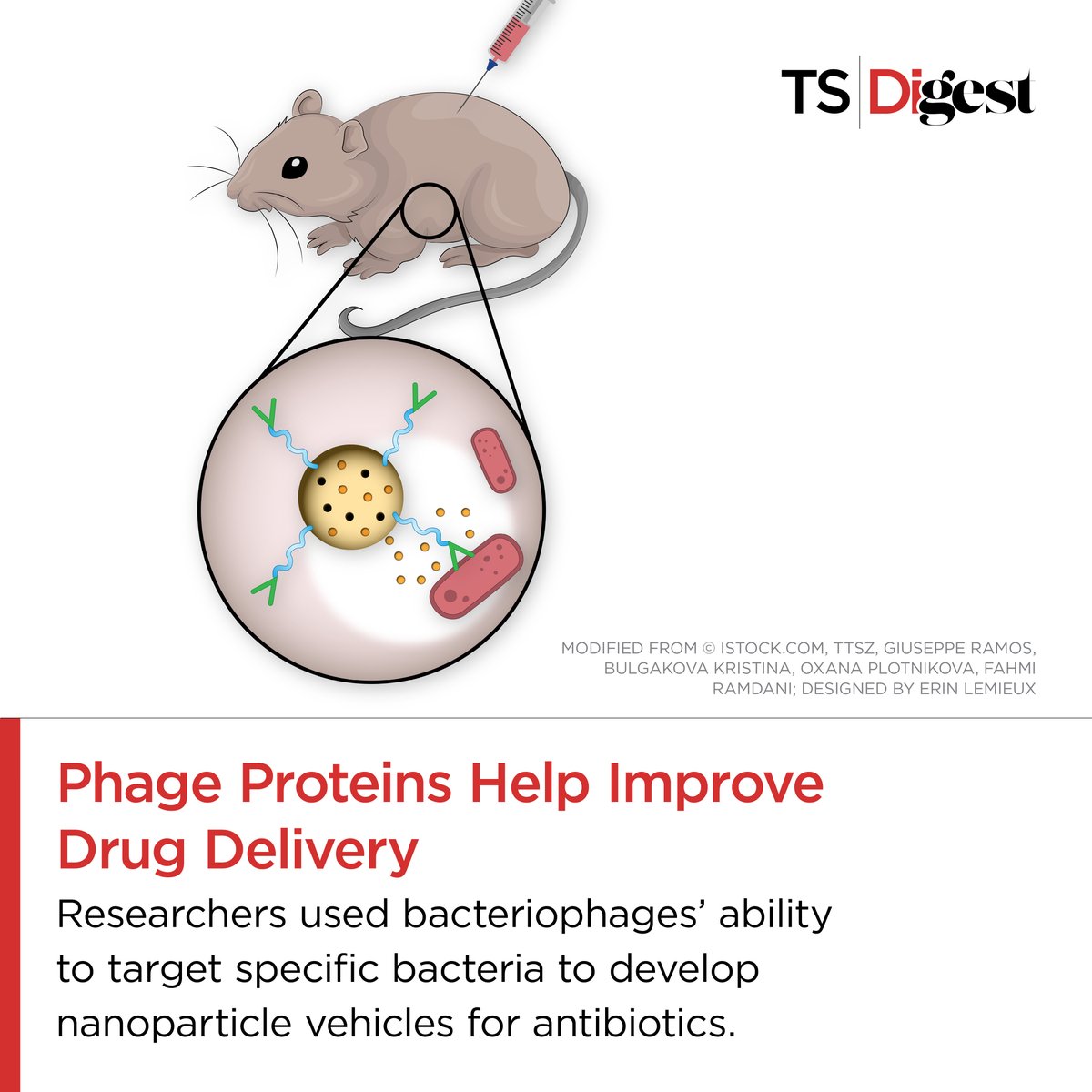 TheScientistLLC's tweet image. Nanoparticle delivery systems could curb antibiotic resistance by improving targeting to bacteria.
One team used bacteriophage proteins to direct these vehicles to their specific pathogen.
Check out the infographic to learn more: bit.ly/3DWKaD2