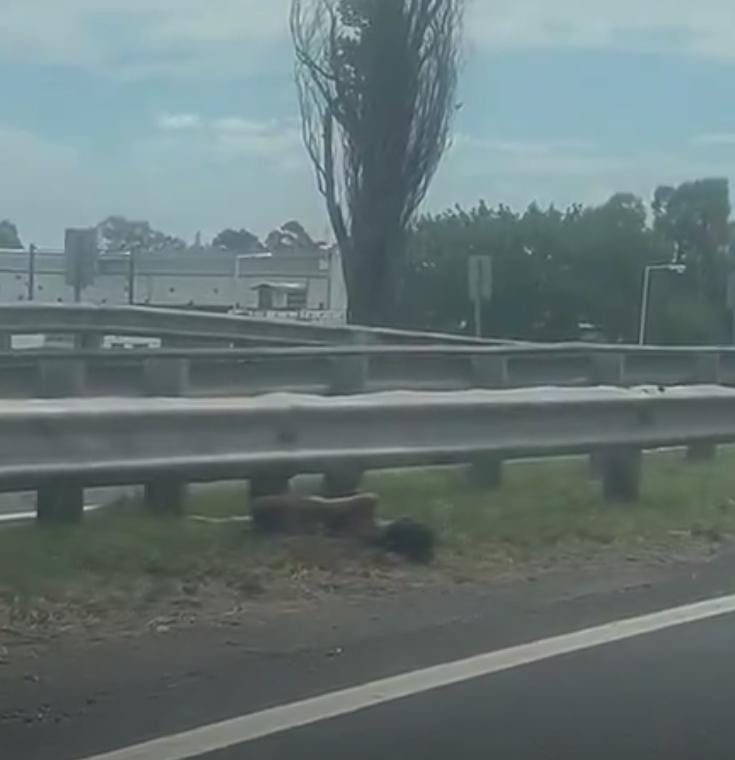 Jota Leonetti | Transito 🚘 tweet media