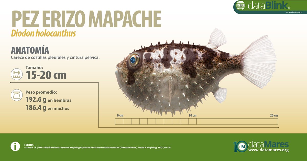 dataMares's tweet photo. 🐡 En promedio, un #pezglobo adulto alcanza 15-20 cm de largo y, aunque su cuerpo está cubierto de espinas, las de la cabeza y el dorso suelen ser más largas.
🔎 Conoce más sobre la anatomía de esta especie:
https://t.co/G191MWOsGk
#pezerizo #MexicoMarino #diodon #botete https://t.co/7qzmmurRS4