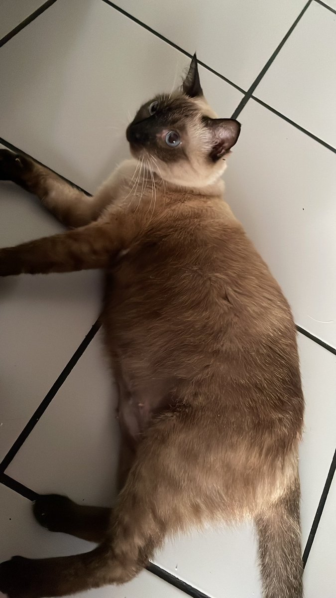 Oi gente, odeio fazer esse tipo de tweet mas infelizmente minha gatinha está internada com obstrução urinaria, e os custos da internação + cirurgia são mt altos então resolvi abrir uma vaquinha para quem quiser e puder ajudar :(

Pfv deem rt