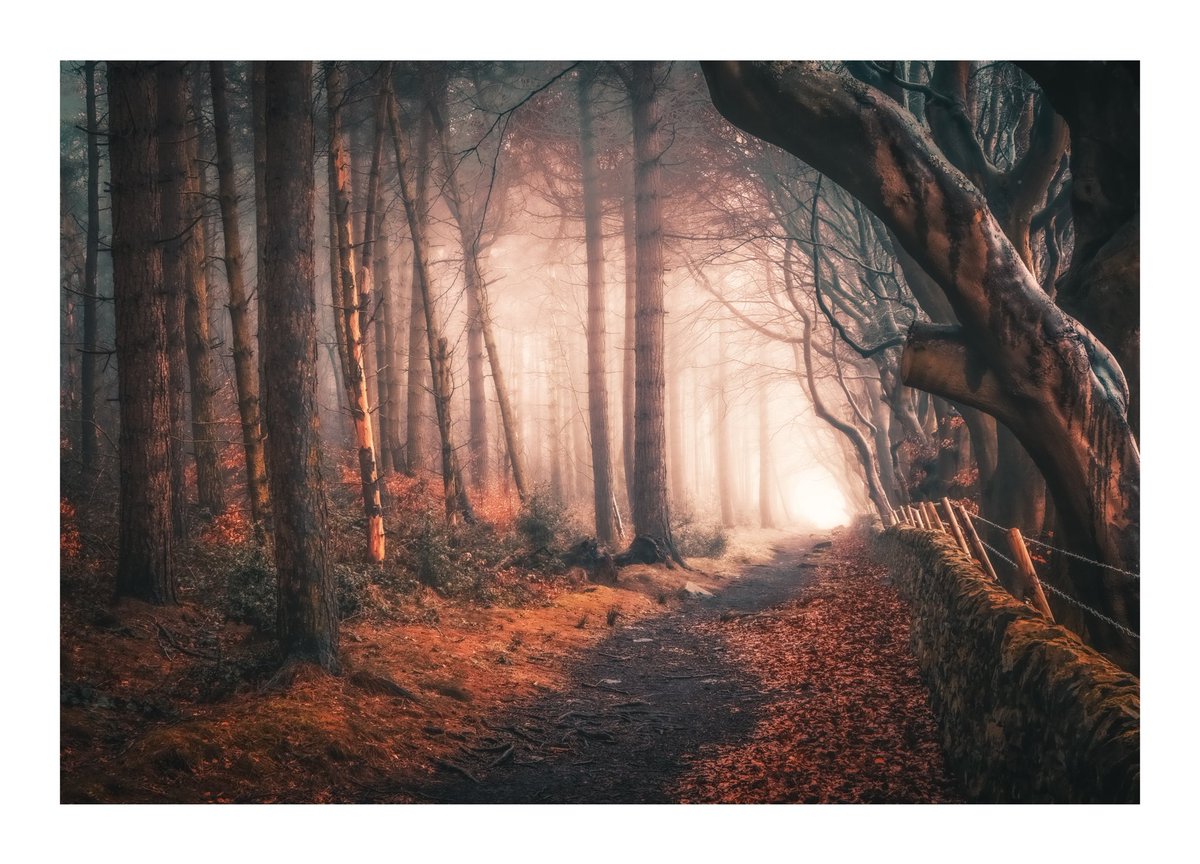 AndyGrayPhoto's tweet photo. Winter vibes
#fsprintmonday #wexmondays #appicoftheweek #woodland #PeakDistrictnationalpark https://t.co/7AMEw67aJX