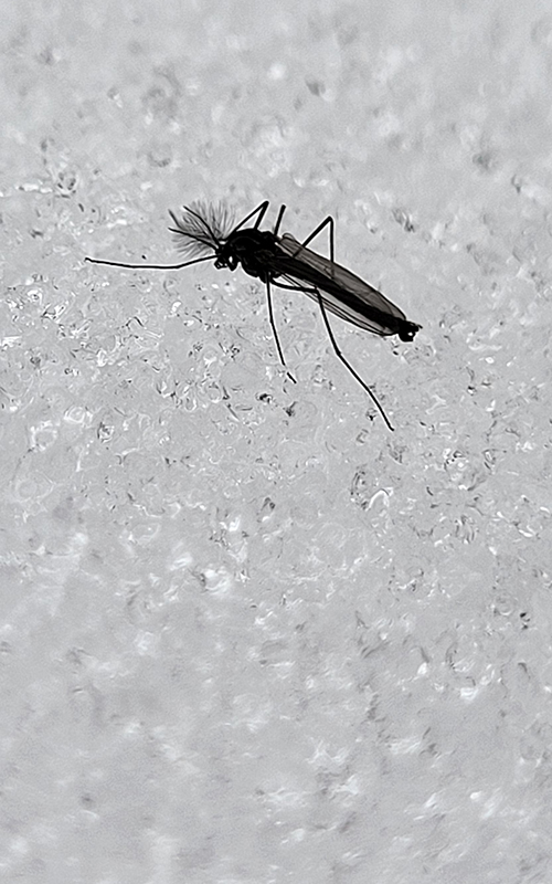 Insects, both aquatic and terrestrial,🐜🦗 are an active and thriving component of certain winter ecosystems in Minnesota and elsewhere. New research is turning up clues about their adaptations for life in chilly conditions. <a href="/MCVmag/">MCVmag</a> tinyurl.com/ms43xbsa