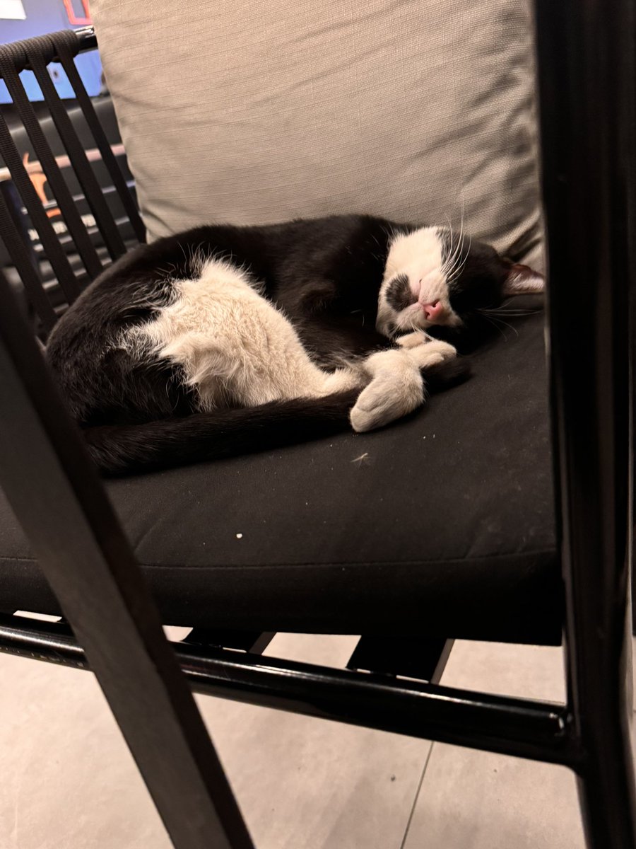 Dışarda kahve içmenin en güzel yanlarından biri de karşında böyle tatlı  masum bir misafirin huzurlu uyumasıdır.