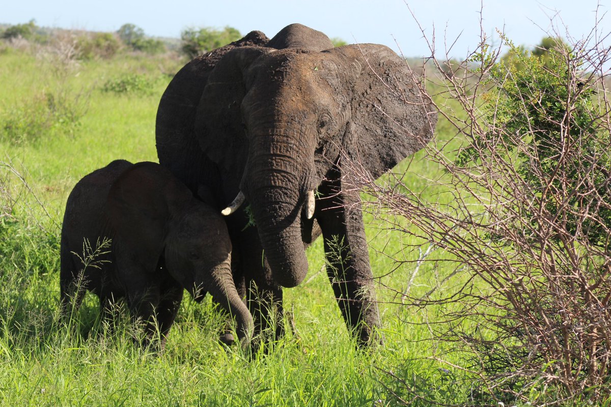 Taking a break for a couple of weeks. Greetings from South Africa, and my new pals.