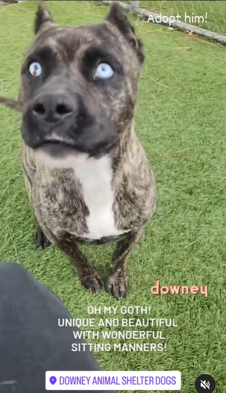 mapleveewesem's tweet photo. 🆘💔🆘 2 yo, 51 lb GOTH with the stunning blue eyes still has no interest to bust him out of Downey #California ACC. 😢 So attentive and gives paw politely, he's all set for a #SoCal forever home. Or ask here about #fostering 4 rescue. Only has 1 #PELDGE tho☹️ info⬇️ #A5667230 https://t.co/knGae3bNwP