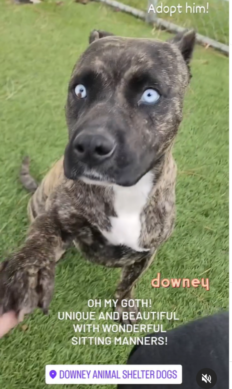mapleveewesem's tweet photo. 🆘💔🆘 2 yo, 51 lb GOTH with the stunning blue eyes still has no interest to bust him out of Downey #California ACC. 😢 So attentive and gives paw politely, he's all set for a #SoCal forever home. Or ask here about #fostering 4 rescue. Only has 1 #PELDGE tho☹️ info⬇️ #A5667230 https://t.co/knGae3bNwP