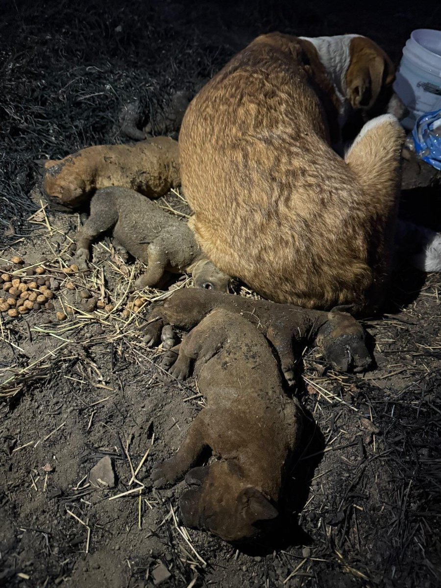 adnnoticiasmx's tweet photo. ¡Desgarrador! 💔 "Chichi" es el rostro del amor incondicional y del dolor causado por la crueldad. No abandona los cuerpos de sus cachorros que fueron quemados vivos en Cholula, #Puebla; el Instituto de Bienestar Animal del estado (@IBAGobPue) ya investiga el caso https://t.co/sMLNIKolYl