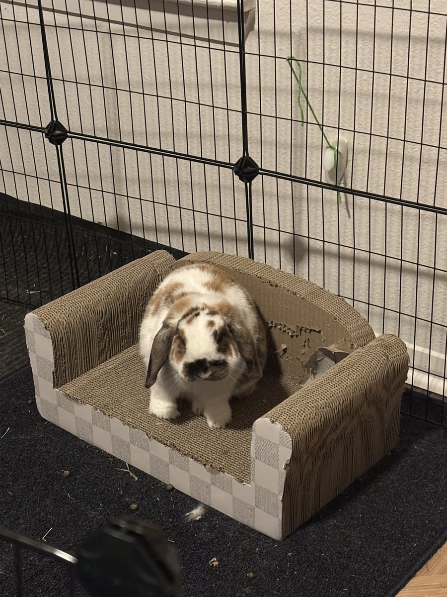 Hannah Nicholson tweet media