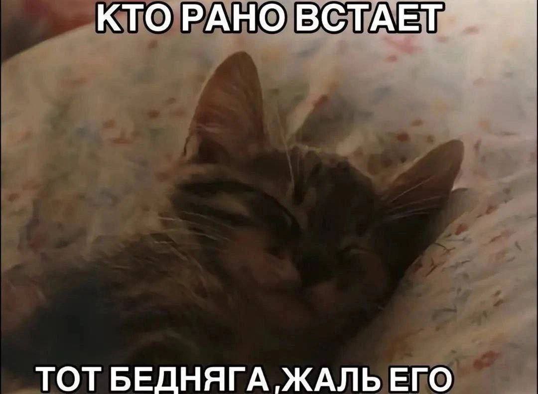 cats, i love cats tweet media