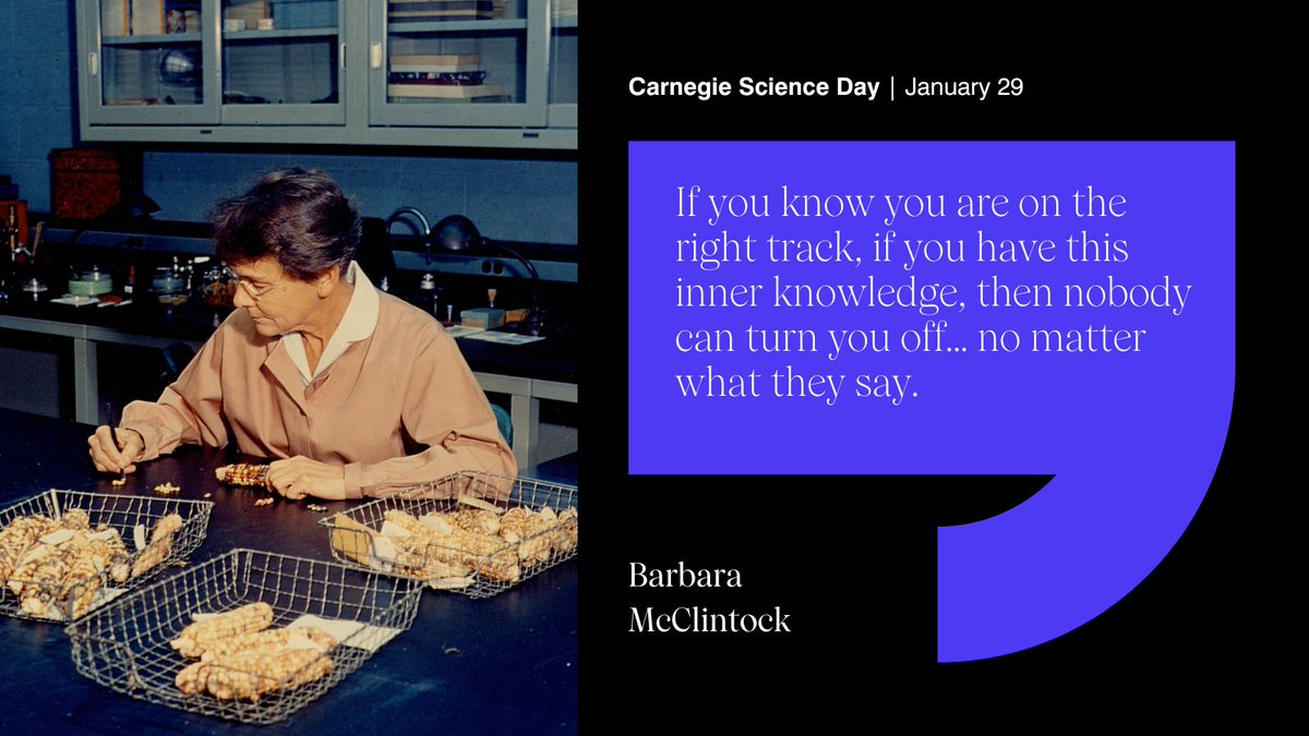 Barbara McClintock’s discovery of  "jumping genes" reshaped our understanding of chromosomes. 🌽Her groundbreaking research was initially met with skepticism, but earned her a solo Nobel Prize in 1983. 
Learn more: carnegiescience.edu/news/interview…
#HBDCarnegieScience 🎂