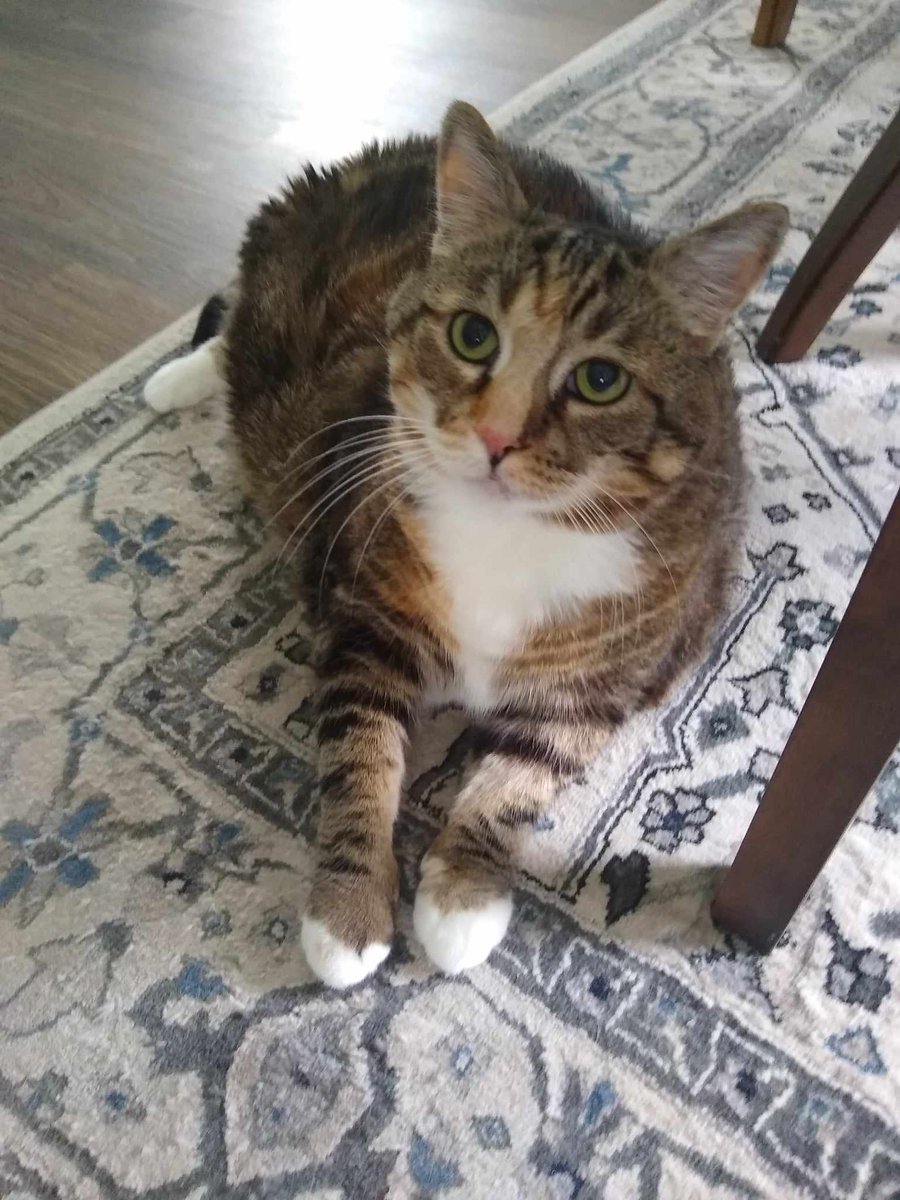 Spike The Rescue Pup & Rex The TV Terrier ®🌈🐾 tweet media