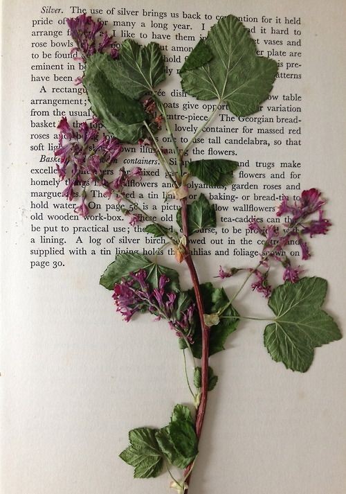 pressed flowers have such a sad beauty;
