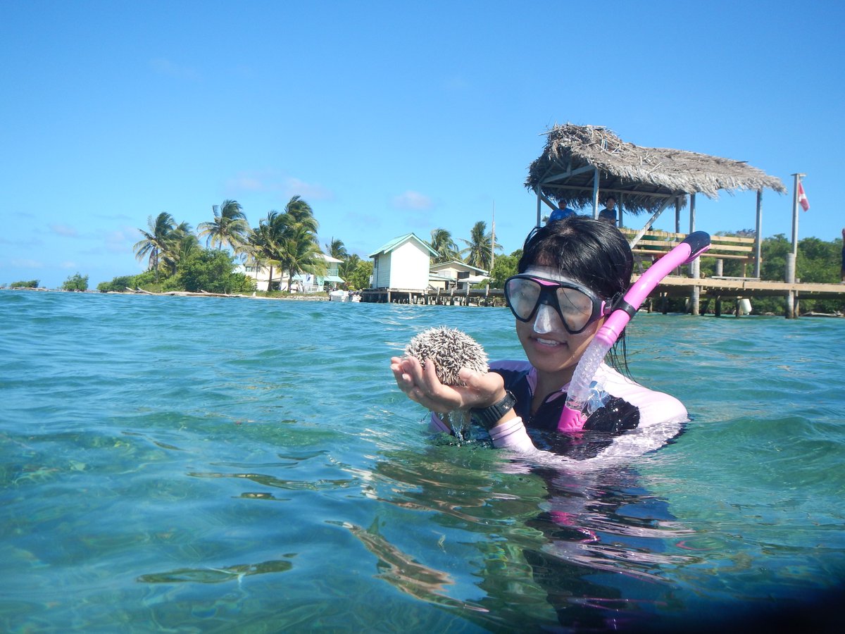 Scott Solomon (@scottesolomon) on Twitter photo Attention <a href="/RiceUniversity/">Rice University</a> students! The deadline to apply for our summer field course in Belize is this Friday (Jan 31). Details at: ebio319.blogs.rice.edu Attention <a href="/RiceUniversity/">Rice University</a> students! The deadline to apply for our summer field course in Belize is this Friday (Jan 31). Details at: ebio319.blogs.rice.edu