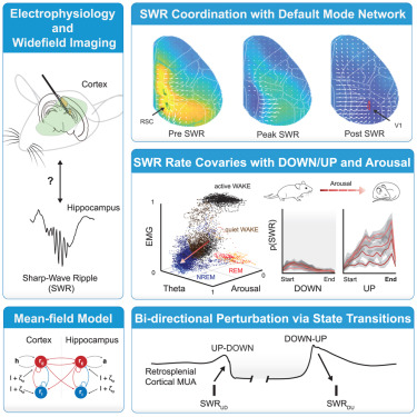 NeuroCellPress's tweet photo. Online now:  Topography of putative bi-directional interaction between hippocampal sharp-wave ripples and neocortical slow oscillations https://t.co/NxEqxC8ca7 https://t.co/MkQ3rYYEsM