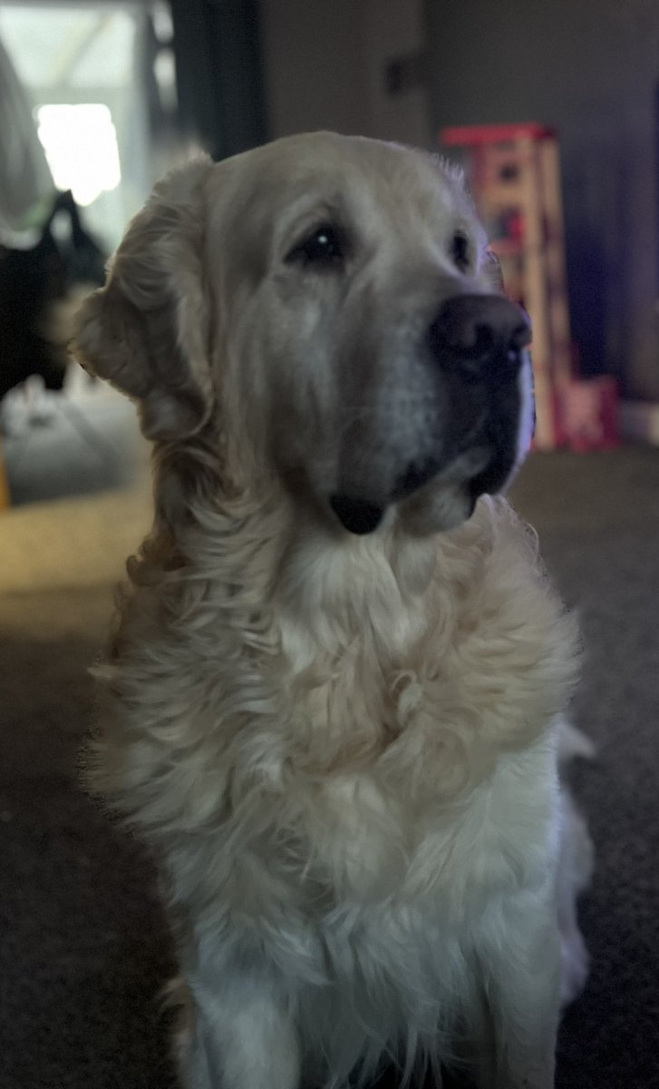 After yesterday’s silly photo I thought I would post a more serious one so everyone could appreciate my very handsome face. 😎🐾 #goldenretriever #dogs