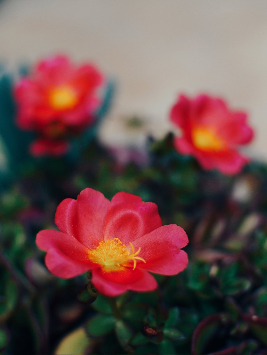 progredito's tweet image. Beautiful flowers.