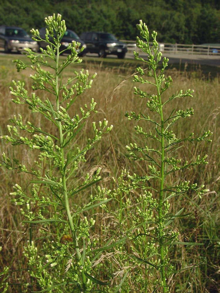 Developing a Weed Management Plan 🌱
Thinking about how to combat weeds this year? This Q&amp;A-style guide goes over how to develop a weed management plan.
.
cropscience.bayer.us/articles/bayer…
<a href="/Asgrow_DEKALB/">DEKALB Asgrow Seed</a>