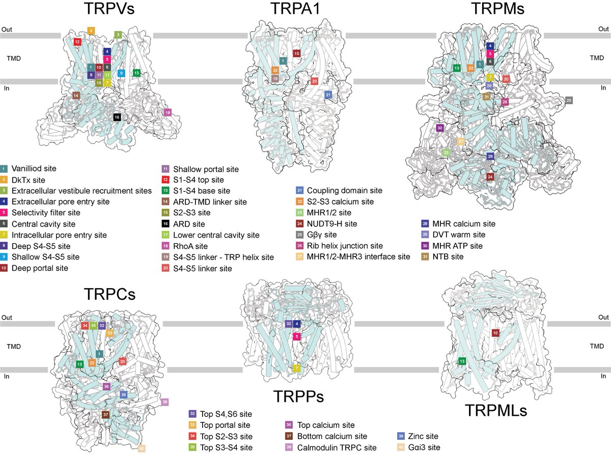 Alexander Sobolevsky (@alexandersobol6) on Twitter photo Forty sites of TRP channel regulation! A review of binding sites on TRP channels discovered by now. <a href="/IrinaTalyzina/">Ira Talyzina</a> <a href="/knadezhdinPhD/">Kirill Nadezhdin</a>
sciencedirect.com/science/articl… Forty sites of TRP channel regulation! A review of binding sites on TRP channels discovered by now. <a href="/IrinaTalyzina/">Ira Talyzina</a> <a href="/knadezhdinPhD/">Kirill Nadezhdin</a>
sciencedirect.com/science/articl…