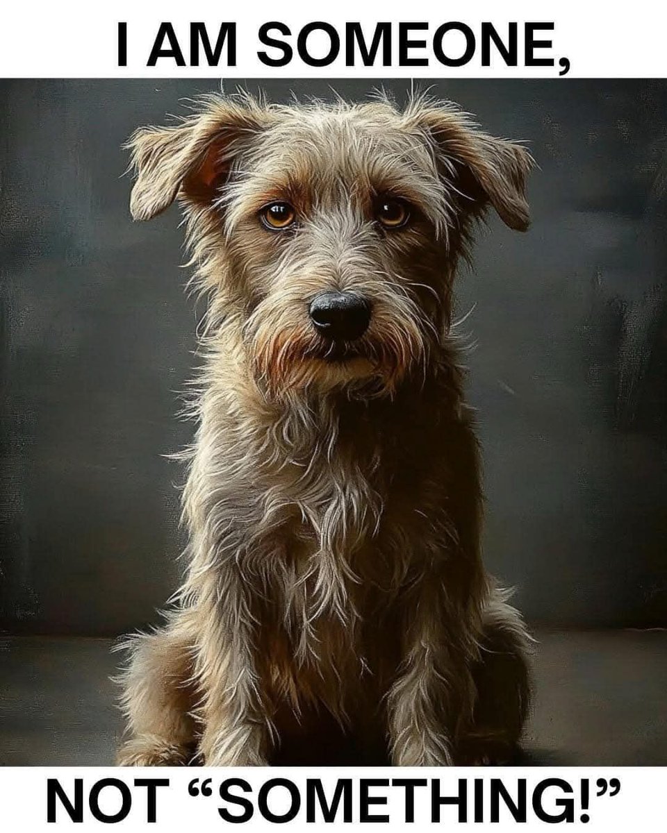 Dog Lovers (@doglovers03) on Twitter photo 