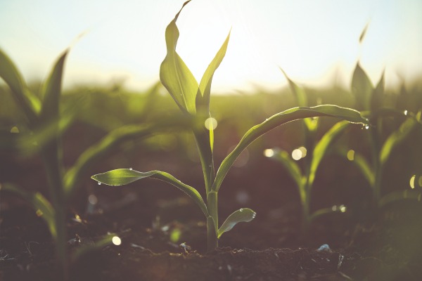 The first step in managing nutrient needs is to take soil tests to measure current soil nutrient levels. This valuable tool helps determine the kind and amount of fertilizer to apply to meet next year’s crop needs. 
.
cropscience.bayer.us/.../balancing-…...
<a href="/Asgrow_DEKALB/">DEKALB Asgrow Seed</a>