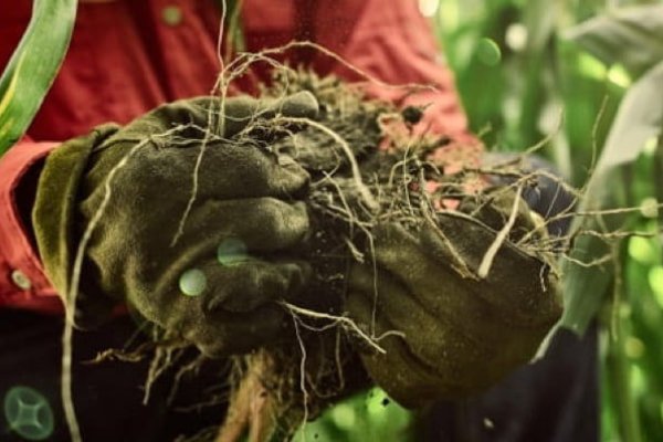 Corn rootworm can be a devastating pest, so it’s important to know your options. What kind of management practices are right for you if action is needed?
.
cropscience.bayer.us/.../management…...
<a href="/Asgrow_DEKALB/">DEKALB Asgrow Seed</a>