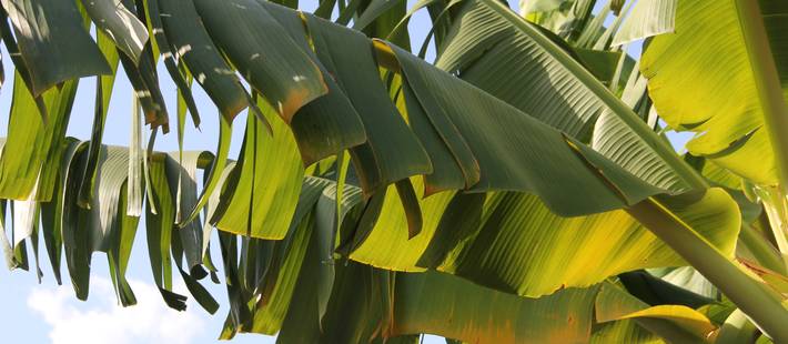 Looking for resources on Fusarium wilt TR4?

Explore FAO's TR4 Global Network for ready-to-download materials in multiple UN languages ! Check out FAO's TR4-related publications too! 📚

🔗TR4GN: fao.org/tr4gn/fao-in-a…

🔗FAO publications on TR4: fao.org/tr4gn/fao-in-a…