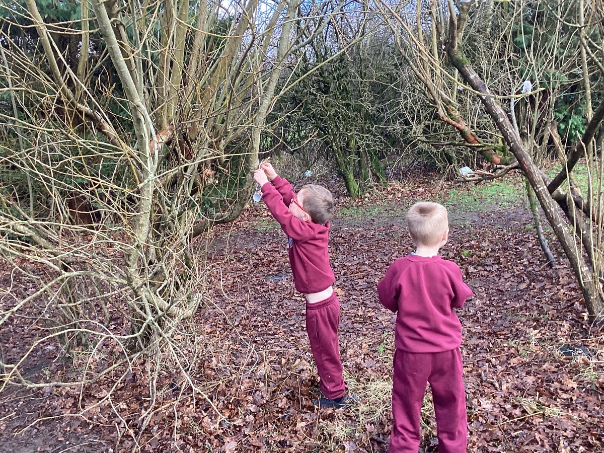 MrsPBHPS's tweet photo. Reception asked could they make bird feeders...so we did! They independently used different tools to spread honey and peanut butter onto cardboard and then rolled them into bird seed. After threading string through them, they hung them to trees. @BeaufortHillPri @EAS_EarlyYears https://t.co/Qn0dFdYgOc