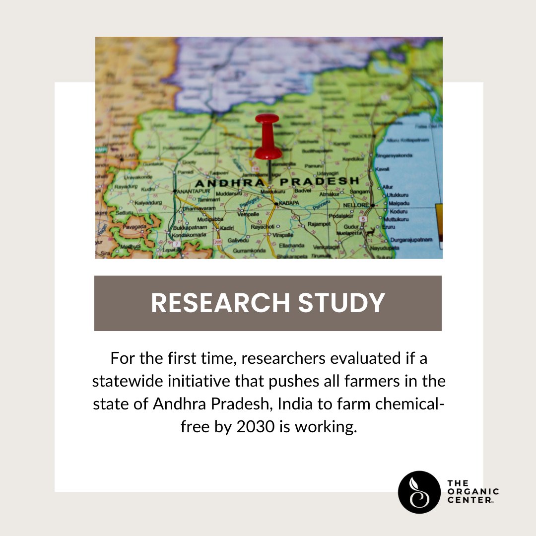 📢 Researchers evaluated India's Andhra Pradesh Community Managed Natural Farming (APCNF) program, aiming for chemical-free farming by 2030. 🌱 Farmers making the switch report using fewer pesticides, lower costs, and better livelihoods. Get the research, bit.ly/4gOVf7N