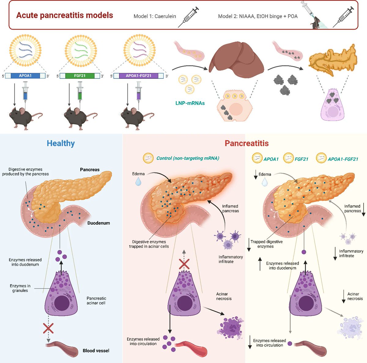 🚨 New publication alert! 🚨 Our latest study "FGF21 and APOA1 mRNA-based therapies for the treatment of experimental acute pancreatitis" is now published in JTRM
<a href="/BioMedCentral/">BMC</a> 🎉 offering a novel therapeutic approach.
➡️doi.org/10.1186/s12967…