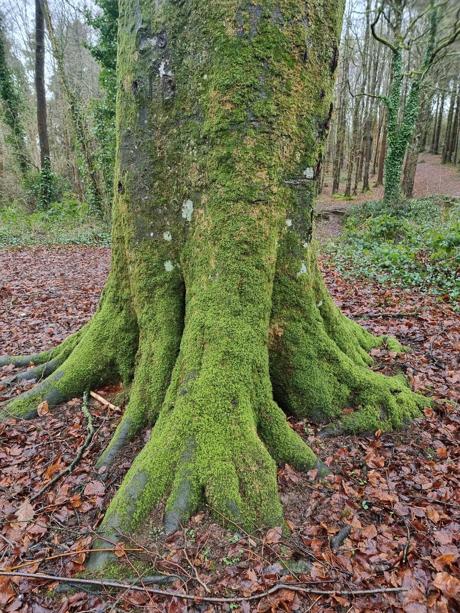 respecting nature tweet media