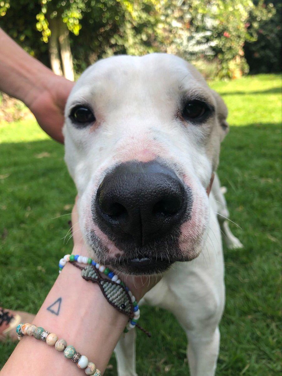 AndreaJArrati's tweet photo. Iranka fue rescatada de una azotea donde la tenían encadenada desde cachorra. Lleva años en pensión esperando a que la adopten💔
Es obediente y muy cariñosa, un poco territorial con hembras. Tiene todo su protocolo de salud completo ¿Me ayudan a encontrarle un hogar en la Cdmx?🙏 https://t.co/LYvEYusB0p