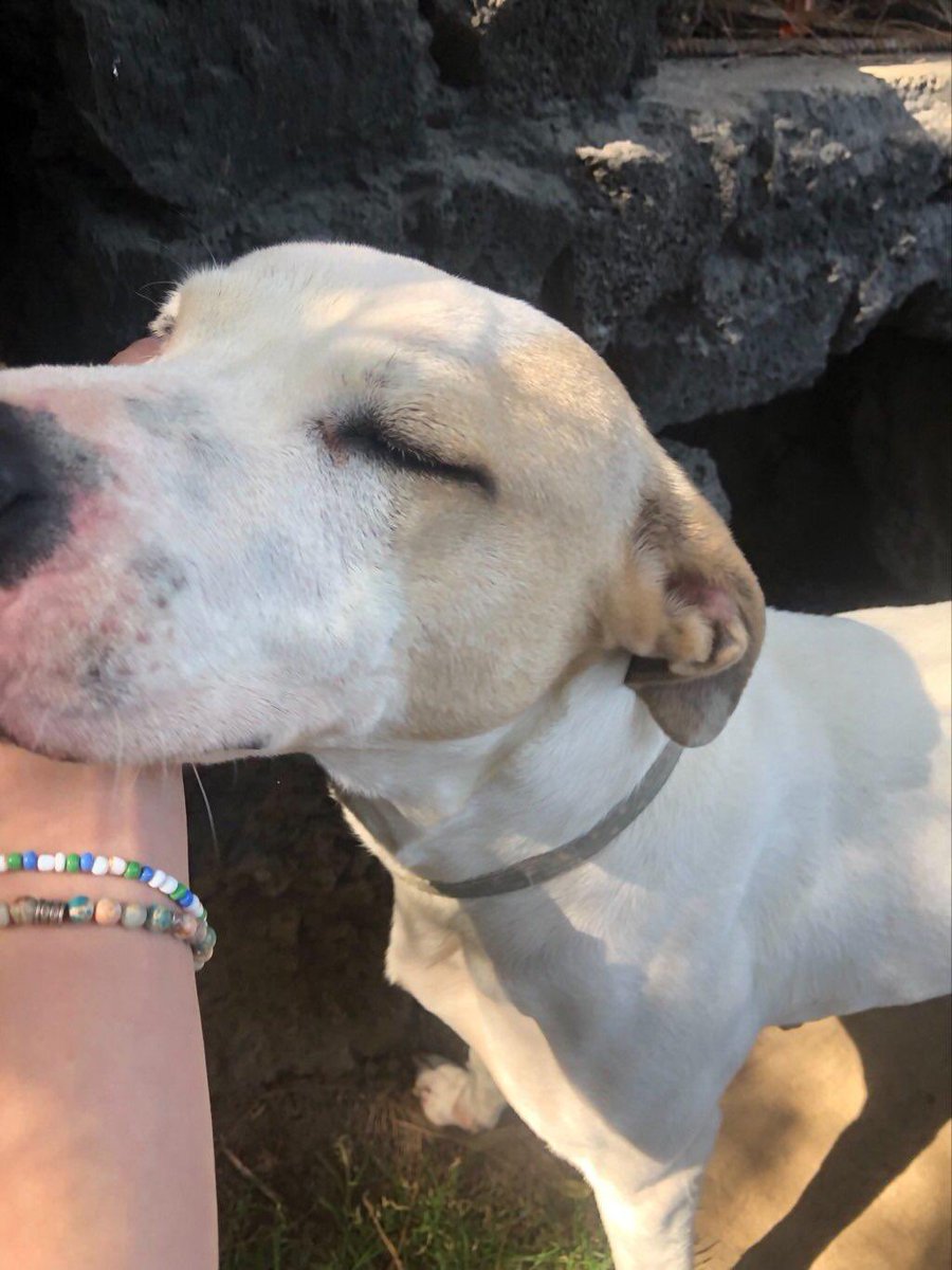 AndreaJArrati's tweet photo. Iranka fue rescatada de una azotea donde la tenían encadenada desde cachorra. Lleva años en pensión esperando a que la adopten💔
Es obediente y muy cariñosa, un poco territorial con hembras. Tiene todo su protocolo de salud completo ¿Me ayudan a encontrarle un hogar en la Cdmx?🙏 https://t.co/LYvEYusB0p