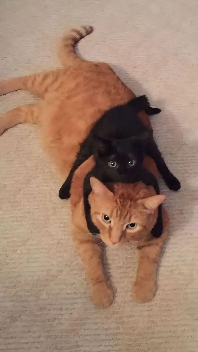 Posts Of Cats tweet media