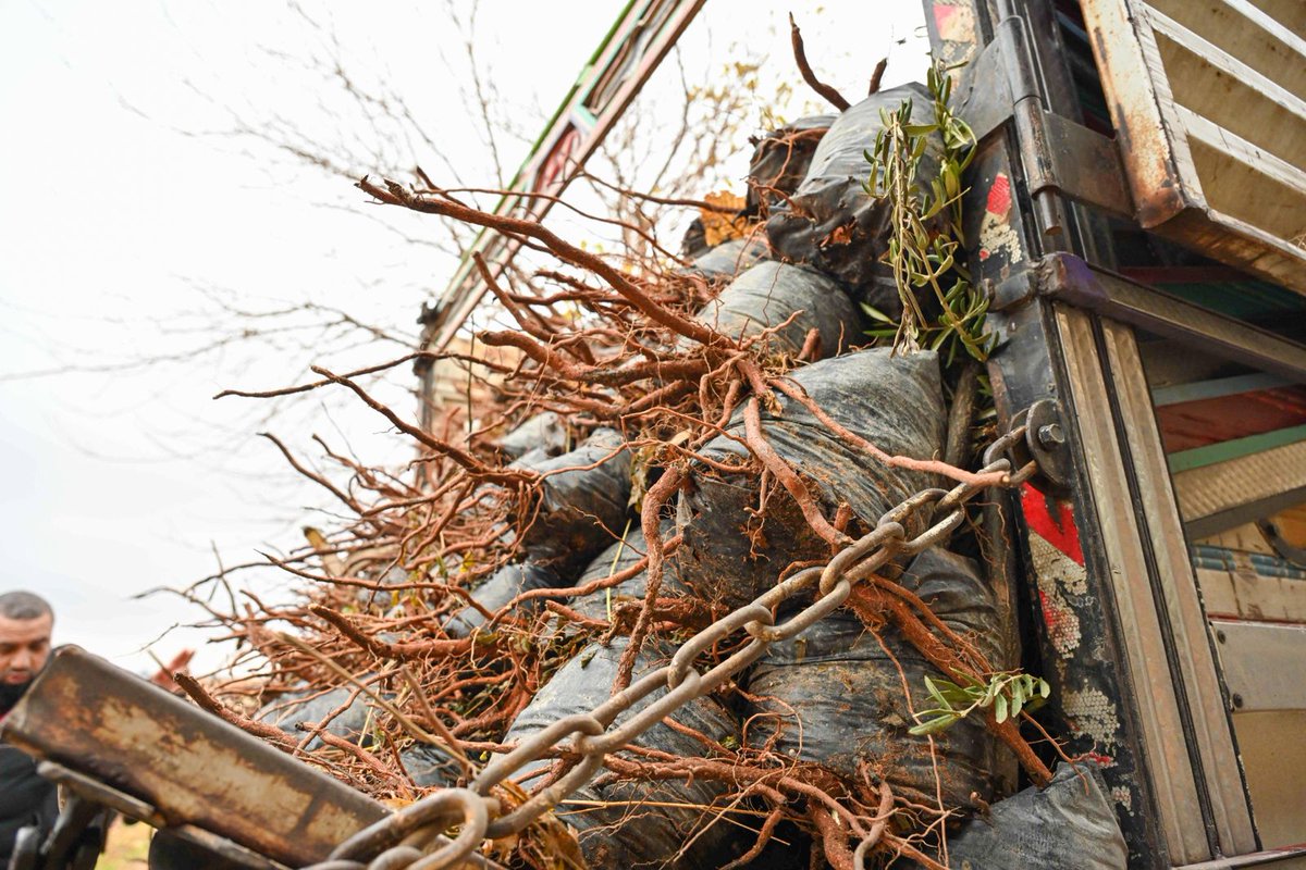 UndpSyria's tweet image. 💧&quot;Doing more with less.&quot; Women in rural #Aleppo are driving change with @UNDP climate initiatives, developing income-generating projects like water-saving irrigation &amp;amp; olive tree planting to benefit communities
🌿 Empowering women in #Syria
#FundingWindows🇩🇰
#BuildForwardBetter