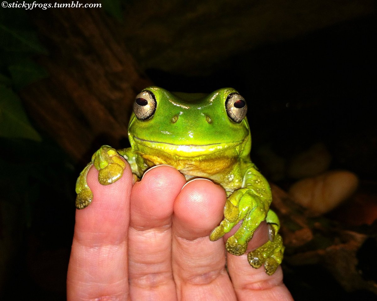 stickyfrogs's tweet photo. Today a Loud Lime has received an Extra Snack for Exceptional Handsomeness! https://t.co/cbjuJqIJD1