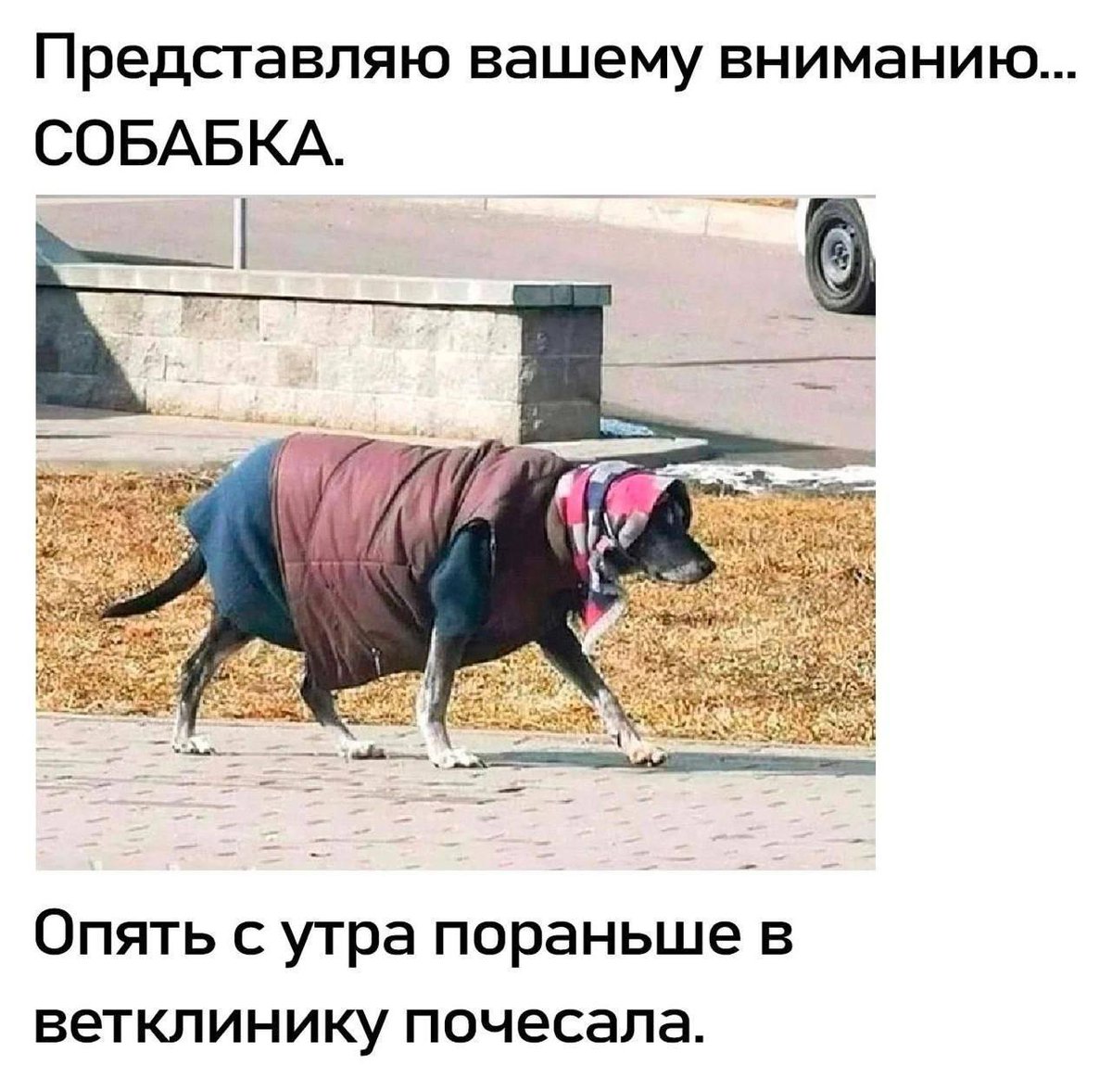 Пьяный Твиттер tweet media