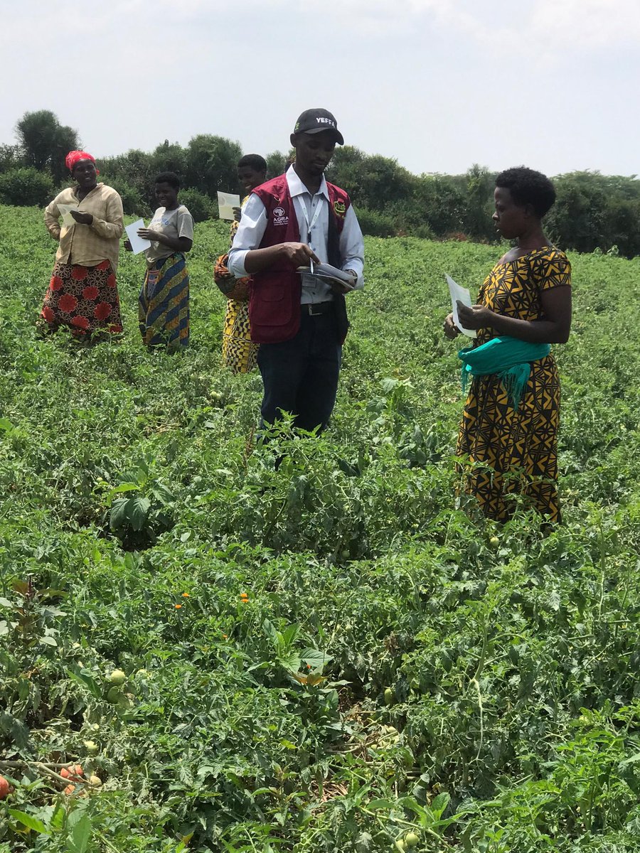 YEAN_Agro's tweet photo. We appreciate the passion, dedication, and resilience of young people in agriculture. They are driving innovation, ensuring food security, and shaping a sustainable future. This is not only just a product of hard work but a testament to the power of youth in transforming agriculture. Let’s continue to support and invest in young agripreneurs for a thriving and food-secure tomorrow!