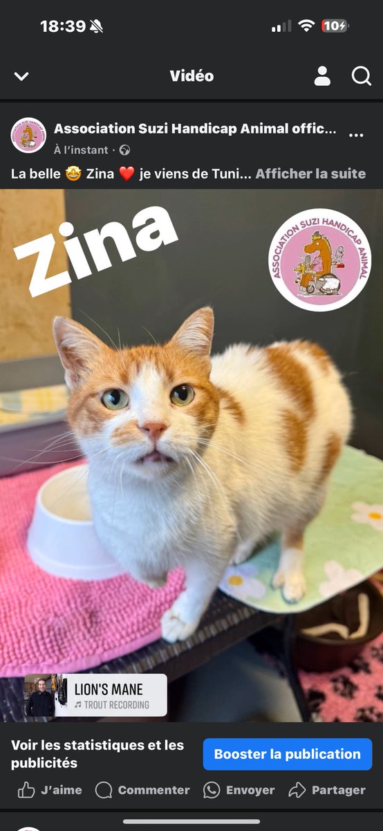 suzihandicapani's tweet image. La belle 🤩 Zina ❤️ je viens de Tunisie où j’ai malheureusement était victime de maltraitances
😞
On m’a coupé la patte 🐾 avant😭🥹
Ici je suis en sécurité 
J’ai besoin de parrains et marraines 

suzihandicapanimal.net/parrainez/

Merci ☺️