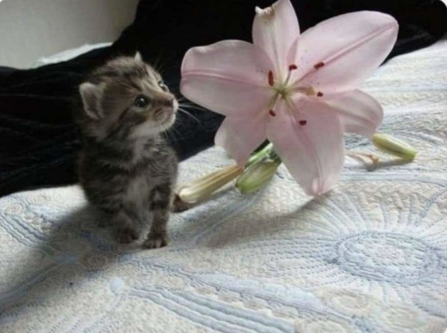 cat archives tweet media