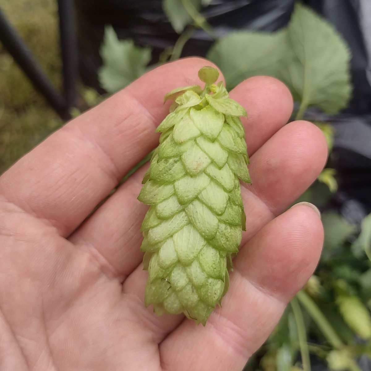 MCRHopProject's tweet image. Who fancies growing some of these this year? Last year we got 75kg from our growers around Manchester and @trackbrewingco turned them into lovely beer. This year we want more! If you want to join in get in touch 🍻