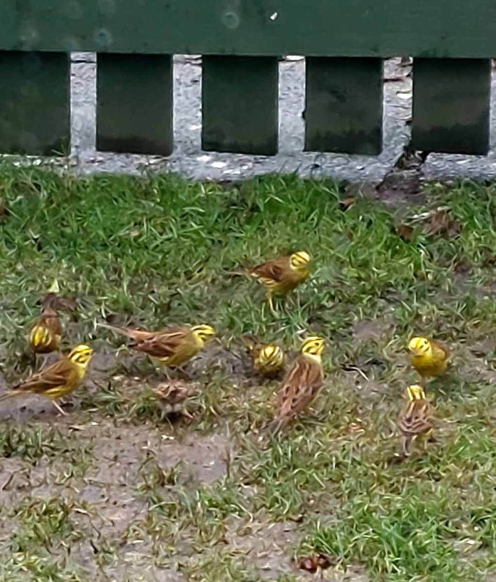 JohnGreig2's tweet image. The Yellowhammers arrived today, in good numbers 💛💛💛💛💛💛💛💛.