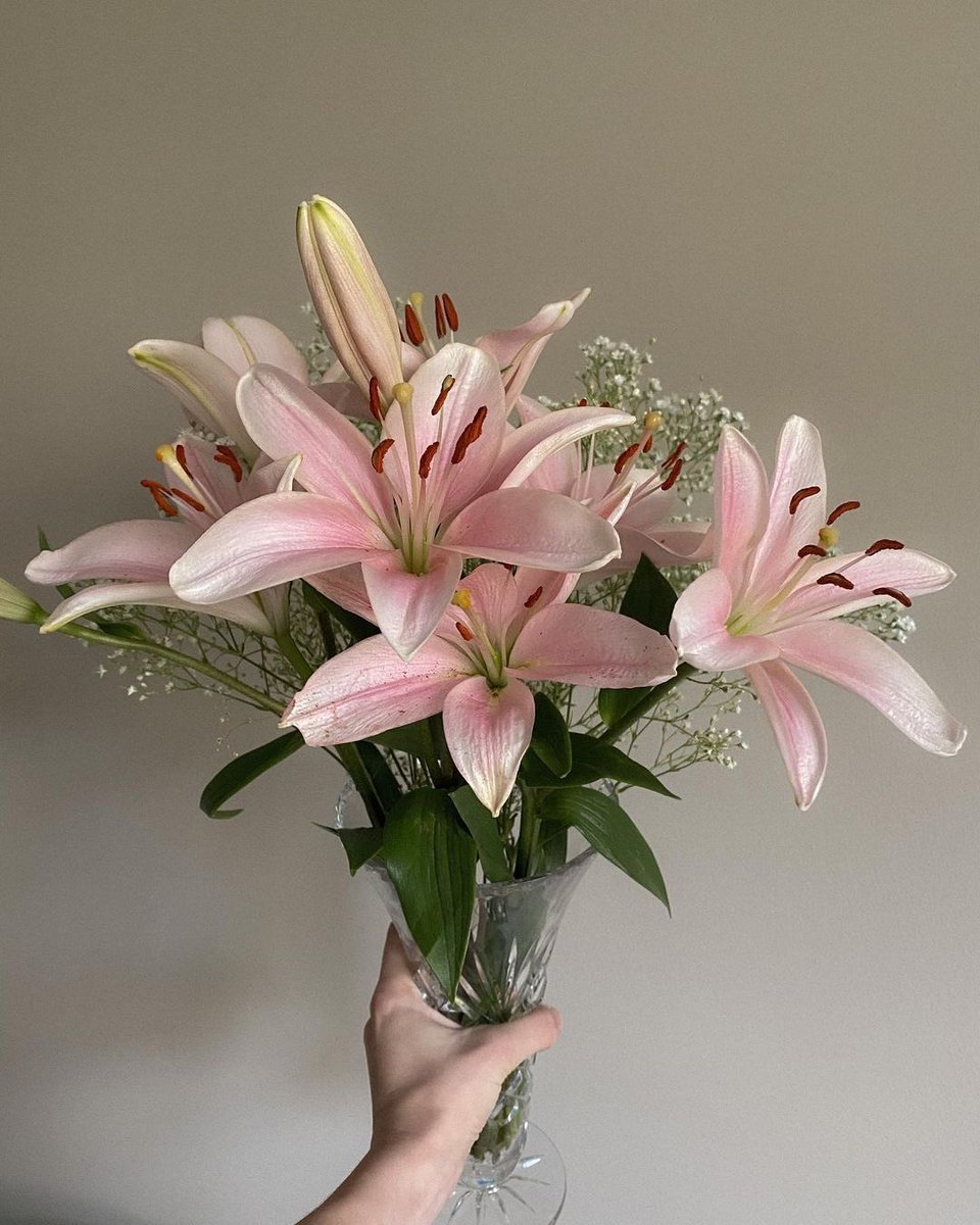 Pink lilies