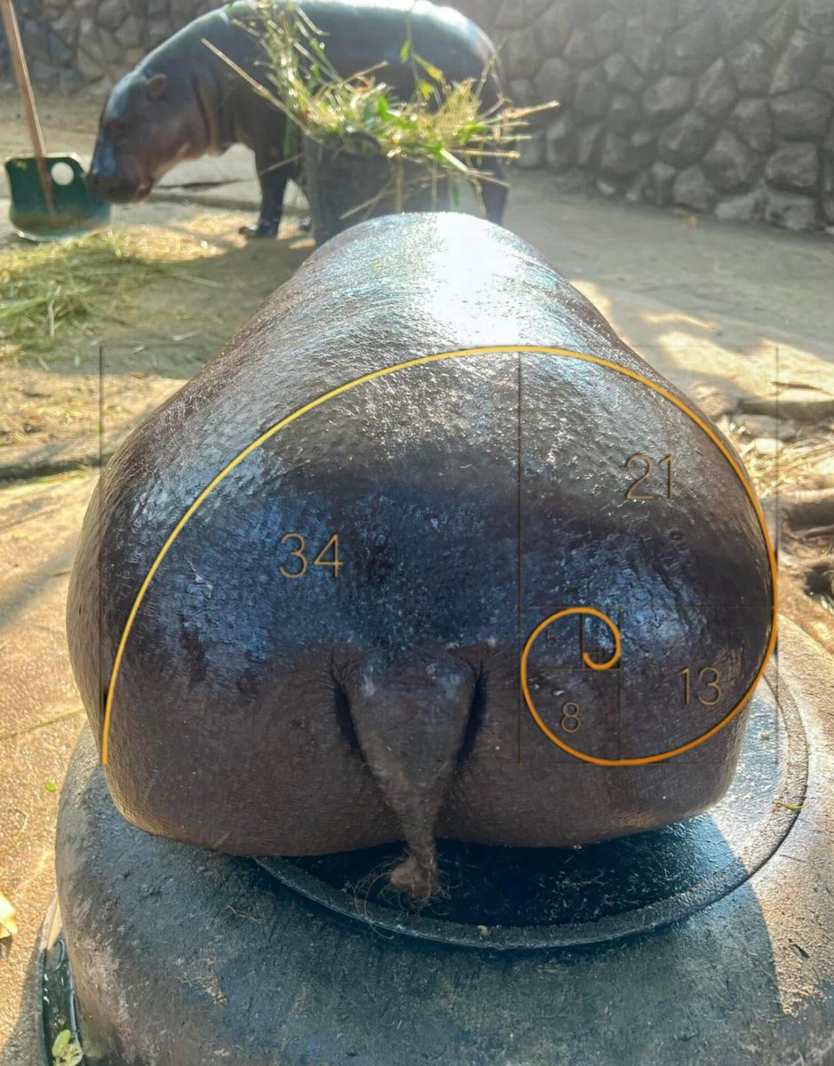 MooDengSOL's tweet photo. Moo and her tub
The golden ratio

#moodeng https://t.co/C6XRSfLVCA