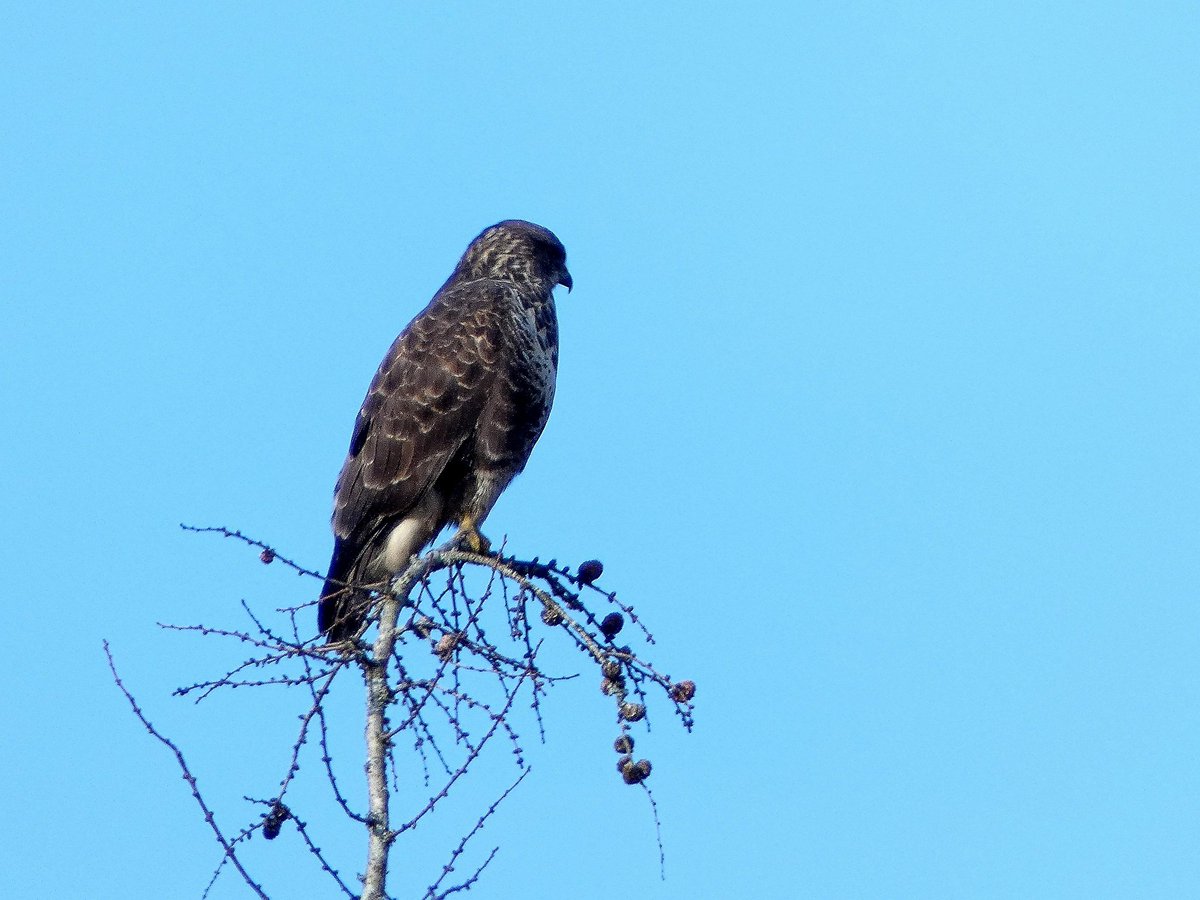 Saturday was a lot sunnier than Sunday! #BirdsSeenIn2025 #BirdsOfTwitter #raptors