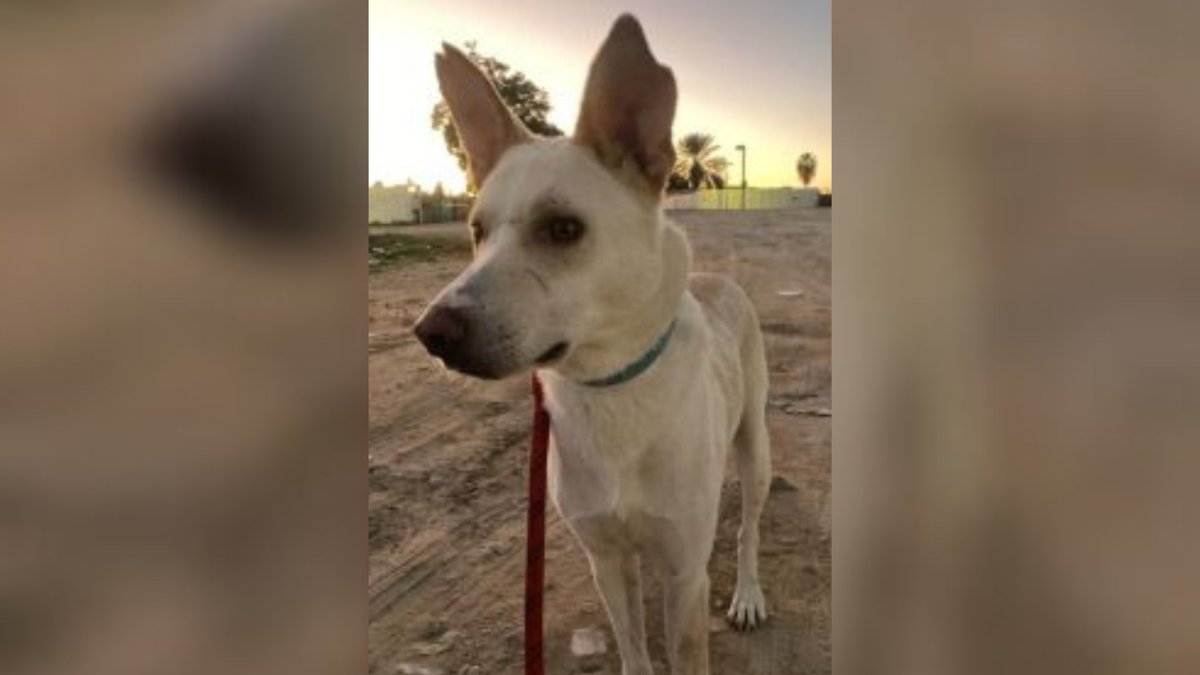 Network4Animals's tweet photo. War-torn animals have new hope thanks to YOU! Since the #IsraelHamasWar, #LTAL has rescued over 500 animals. Your donations saved Hermon, a dog with a leg fracture, now ready for his forever home – thank you!
Read about our efforts across the #MiddleEast: https://t.co/9c0UZq5HL5 https://t.co/7sTzkk7WvO