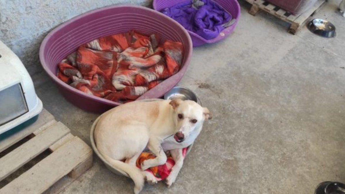 Network4Animals's tweet photo. War-torn animals have new hope thanks to YOU! Since the #IsraelHamasWar, #LTAL has rescued over 500 animals. Your donations saved Hermon, a dog with a leg fracture, now ready for his forever home – thank you!
Read about our efforts across the #MiddleEast: https://t.co/9c0UZq5HL5 https://t.co/7sTzkk7WvO