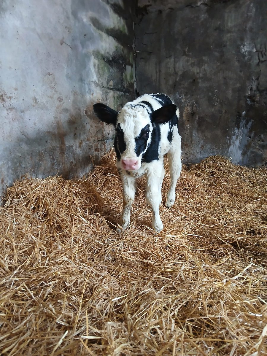 WWO heifer calf to start calving 2025. Next thing on the wish list is for the electricity to come back 🤞🏻