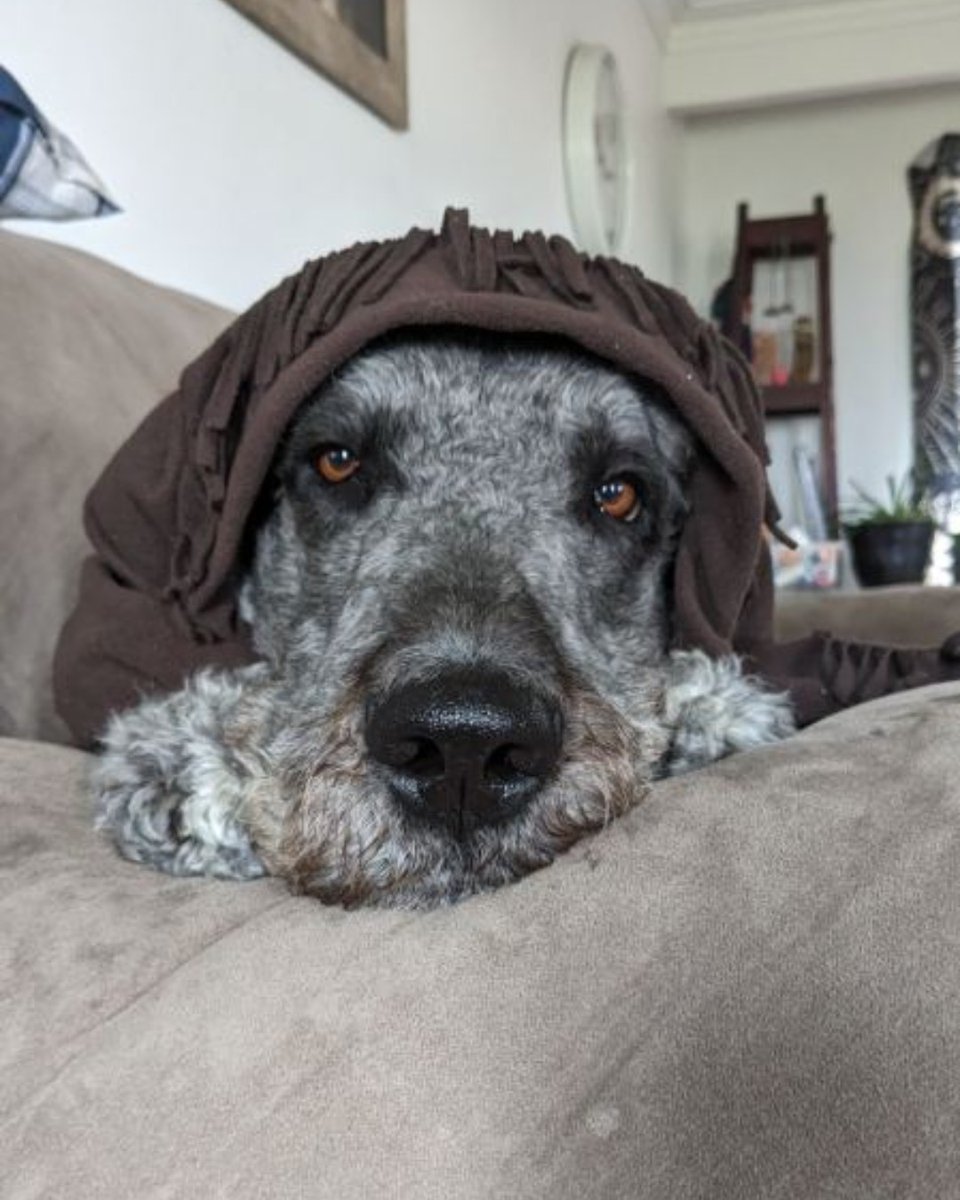 Farleyfndation's tweet photo. Odin was having urinary issues and needed treatment, but as an Ontario Disability Support Payment recipient, his owner couldn't afford his vet care. Thanks to your donations, Odin received the treatment he needed! Help more pets like Odin at https://t.co/IH9Js3Gju6. ❤️ https://t.co/HXkQNE9iOo