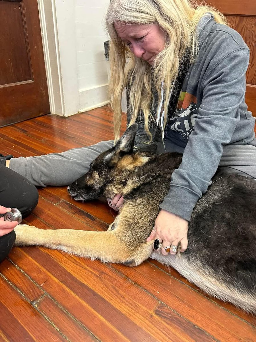GERMAN SHEPHERD tweet media
