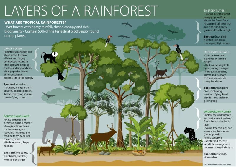 UNBiodiversity's tweet photo. 🌳Rainforests regulate the climate by storing carbon and providing water vapor.

🌲They have four interconnected layers, each shaped by water, sunlight, and air.

🌿These layers are interconnected, with processes in one affecting the others.

via @gpi2050 https://t.co/f0lrsEH5Jm